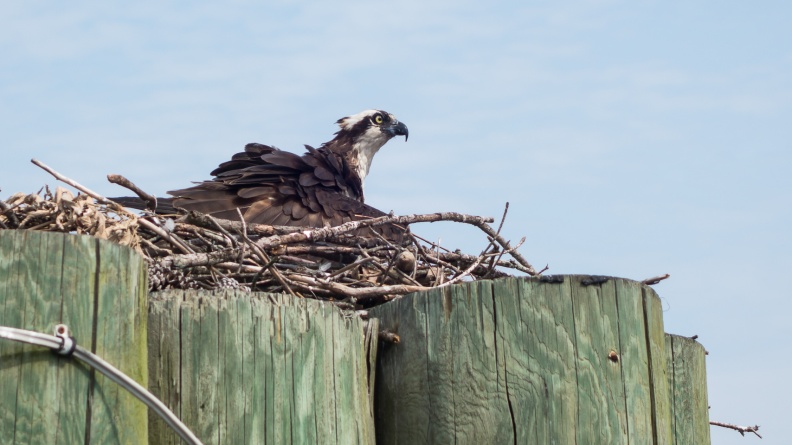 DSC03117 - The Osprey back on her nest.jpg