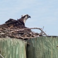 DSC03117 - The Osprey back on her nest